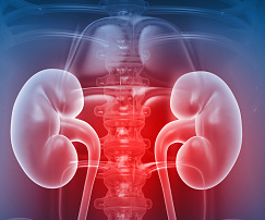 Illustration of the kidneys in the body.