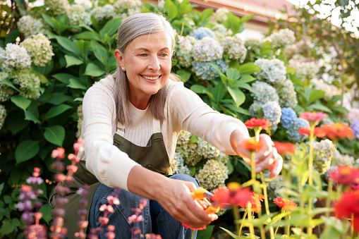 Senior woman pruning flowers in her garden.