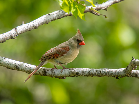A female Northern Cardinal perches on the edge of an early summer woodland.